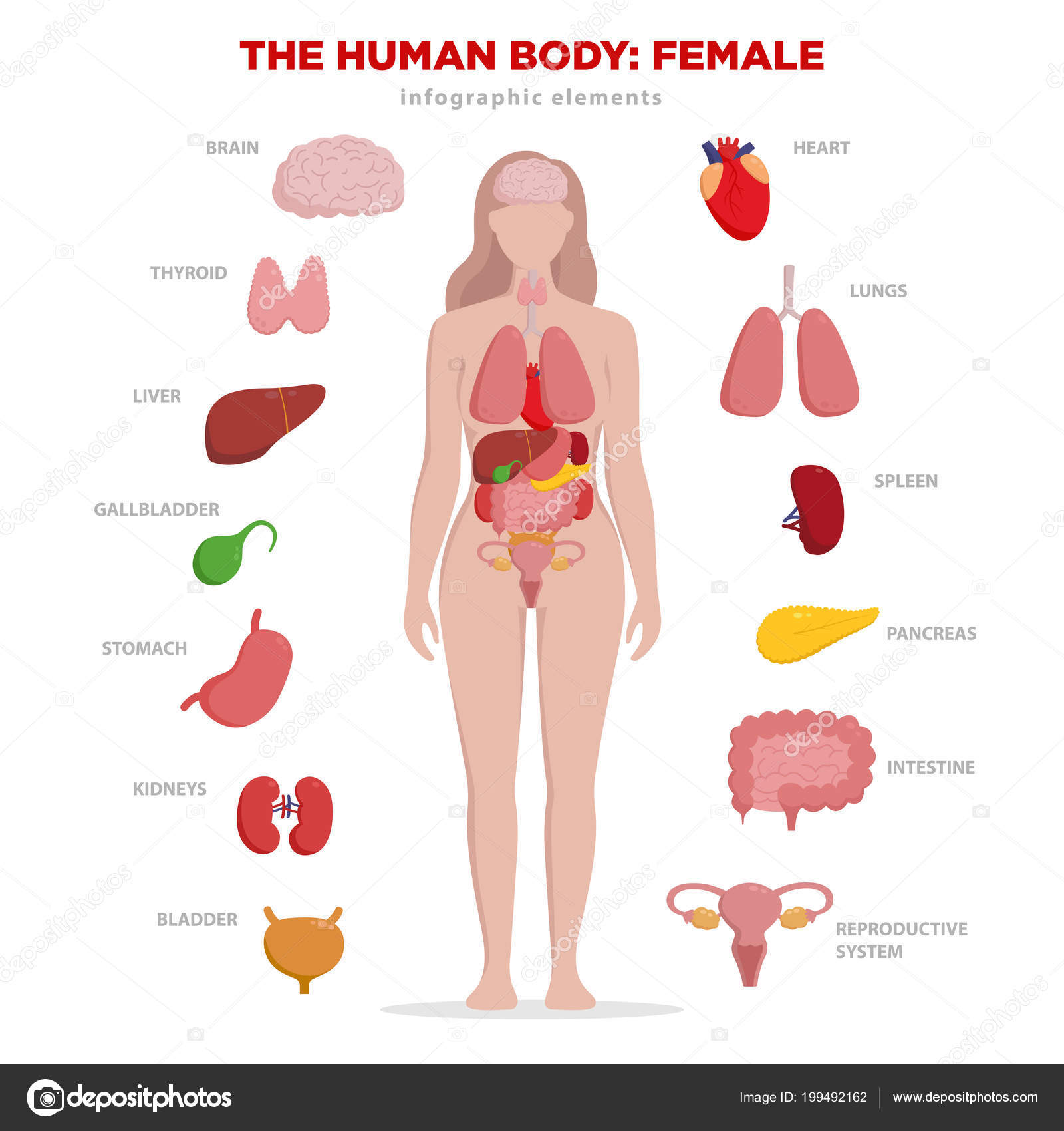 Строение Девушки Внутренние Органы Фото С Надписями