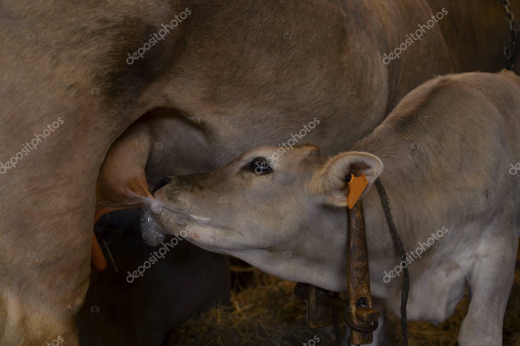 Теленок Мужик Секс Сосет