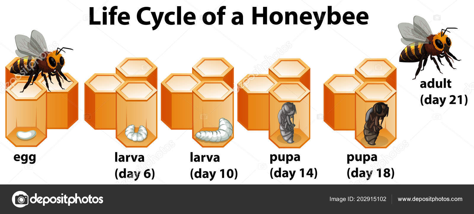 Life Cycle Honeybee Illustration Stock Vector Image By Blueringmedia