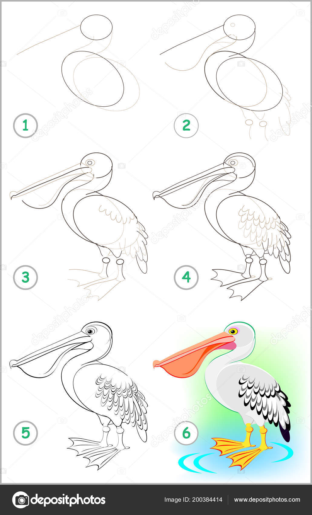 Как рисовать пеликана