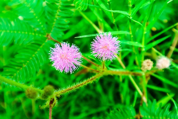 Чувствительных к заводе розовый цветок, Mimosa pudica л, свойства лечить лихорадку, кашель, мокрота, хронический бронхит, чтобы разрешить сыпь. Диарея, понос, диарея, кормя тела, боль, опухание глаз, отек, мясо. Хроническое воспаление sto — стоковое изображение Чувствительных Заводе Розовый Цветок Mimosa Pudica Свойства Лечить Лихорадку Кашель Стоковое Фото
