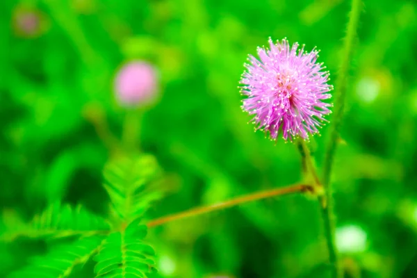 Чувствительных к заводе розовый цветок, Mimosa pudica л, свойства лечить лихорадку, кашель, мокрота, хронический бронхит, чтобы разрешить сыпь. Диарея, понос, диарея, кормя тела, боль, опухание глаз, отек, мясо. Хроническое воспаление sto — стоковое изображение Чувствительных Заводе Розовый Цветок Mimosa Pudica Свойства Лечить Лихорадку Кашель Лицензионные Стоковые Фото