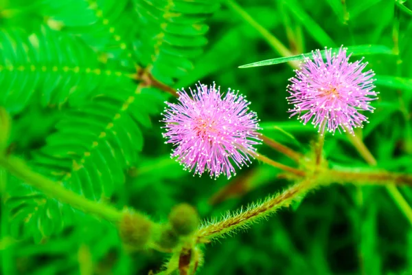 Чувствительных к заводе розовый цветок, Mimosa pudica л, свойства лечить лихорадку, кашель, мокрота, хронический бронхит, чтобы разрешить сыпь. Диарея, понос, диарея, кормя тела, боль, опухание глаз, отек, мясо. Хроническое воспаление sto — стоковое изображение Чувствительных Заводе Розовый Цветок Mimosa Pudica Свойства Лечить Лихорадку Кашель Стоковое Изображение