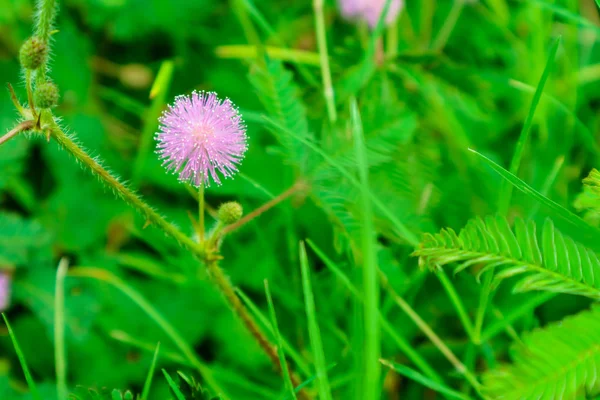 Чувствительных к заводе розовый цветок, Mimosa pudica л, свойства лечить лихорадку, кашель, мокрота, хронический бронхит, чтобы разрешить сыпь. Диарея, понос, диарея, кормя тела, боль, опухание глаз, отек, мясо. Хроническое воспаление sto — стоковое изображение Чувствительных Заводе Розовый Цветок Mimosa Pudica Свойства Лечить Лихорадку Кашель Лицензионные Стоковые Изображения