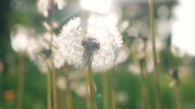 Karahindiba tohumları rüzgara karşı üflenir. Bahar Park yeşil çim