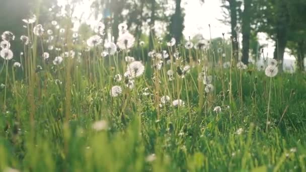 Dandelion seeds blown in the wind. Green Grass in Spring Park — Stock Video