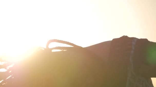 Dançando Feminino. silhueta feliz mista mulher dança desempenho com longos dreadlocks em shorts no pôr do sol fundo — Vídeo de Stock