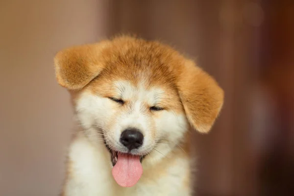 Smiling Akita Puppy Portrait — Stock Photo, Image