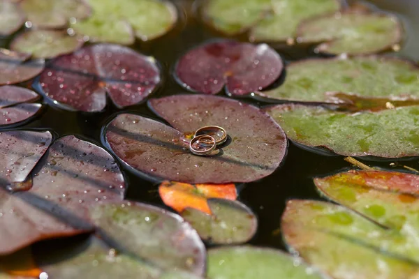 Snubní Prsteny Lotosovém Listu Řece — Stock fotografie