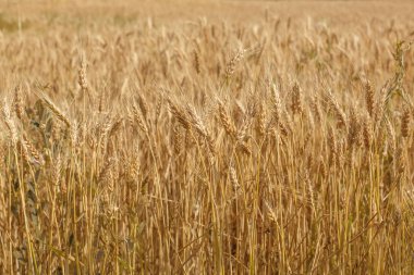 Yaz alan buğday