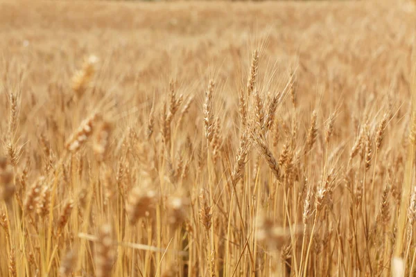 Summer Field Wheat — Stock Photo, Image