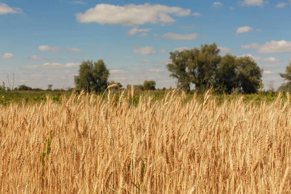 Summer Field Wheat — Stock Photo, Image