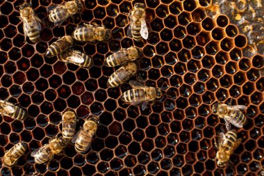 Bal peteğini, üzerinde arılar olan ahşap çerçevede kapat. Apiculture kavramı.