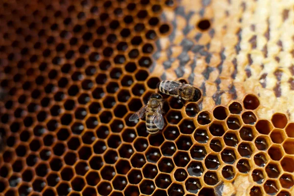 Color Natural Cierran Panal Colmena Madera Con Las Abejas Ella — Foto de Stock