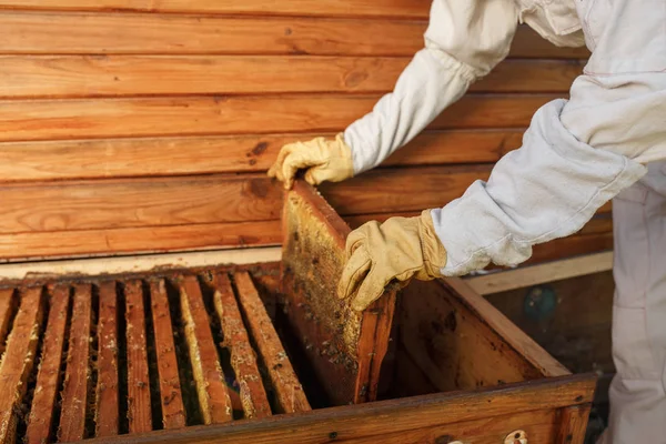 Mains Apiculteur Sort Ruche Cadre Bois Avec Nid Abeille Ramasse — Photo