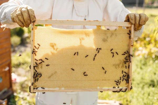 Mains Rapprochées Apiculteur Tenir Cadre Bois Avec Nid Abeille Ramasse — Photo