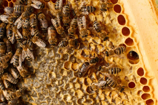 Cierre Panal Marco Madera Con Abejas Concepto Apícola — Foto de Stock