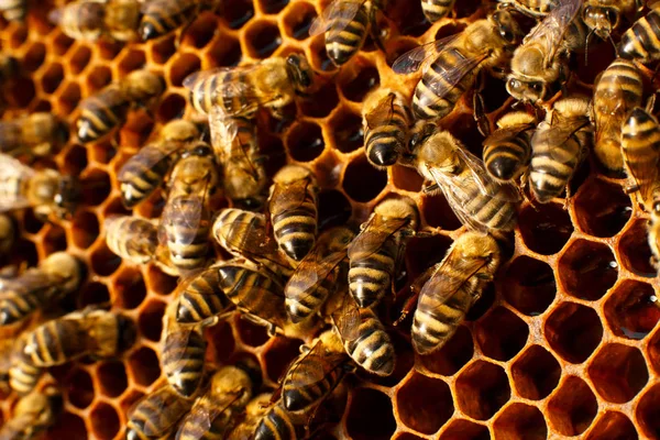 Cierre Panal Una Colmena Madera Con Abejas Concepto Apícola — Foto de Stock