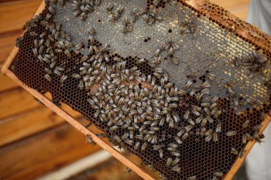 Arıcıların yakın çekim elleri bal peteği ile ahşap çerçeveyi tutar. Bal topla. Arıcılık konsepti.