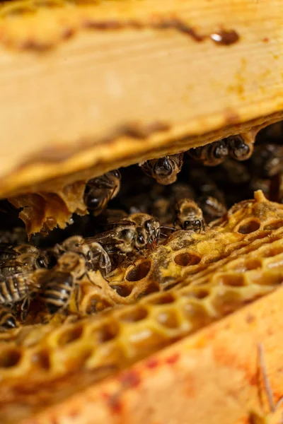 Primer Plano Retrato Abeja Panal Abeja Colmena Concepto Apícola — Foto de Stock