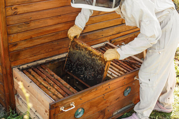 Пчеловод вытаскивает из улья деревянную раму с сотовыми сотами. Собирайте мед. Концепция пчеловодства
.