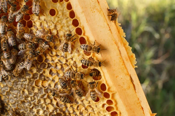 Κοντινό Πλάνο Κηρήθρα Ξύλινο Πλαίσιο Μέλισσες Αυτό Έννοια Της Μελισσοκομίας — Φωτογραφία Αρχείου