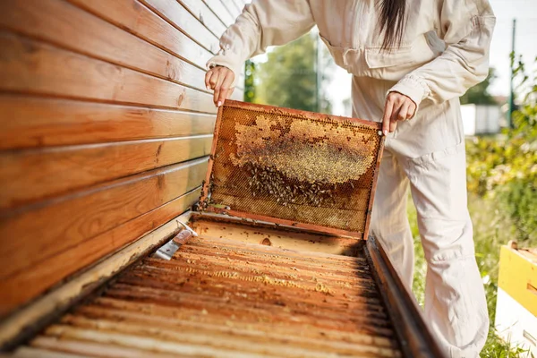 Une Jeune Apicultrice Sort Ruche Cadre Bois Avec Nid Abeille — Photo