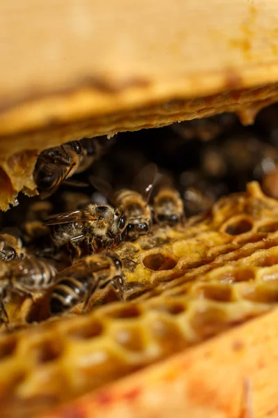 Primer Plano Retrato Abeja Panal Abeja Colmena Concepto Apícola — Foto de Stock