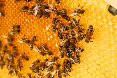 Arı kovanındaki bal peteğini kapat, üzerinde arılar olsun. Apiculture kavramı.