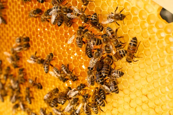 Cierre Panal Una Colmena Madera Con Abejas Concepto Apícola — Foto de Stock