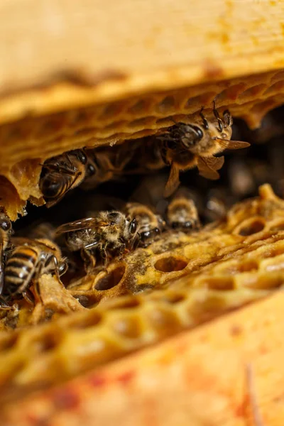 Primer Plano Retrato Abeja Panal Abeja Colmena Concepto Apícola — Foto de Stock