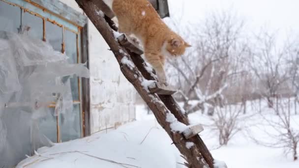 Красная Кошка Медленно Прыгает Чердака Улице Импровизированной Деревянной Лестнице Сильный — стоковое видео