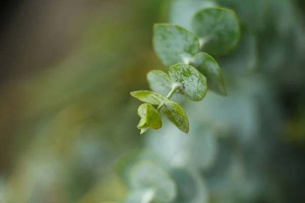 Close Van Groene Tak Van Verse Bloemen Puur Natuur — Stockfoto