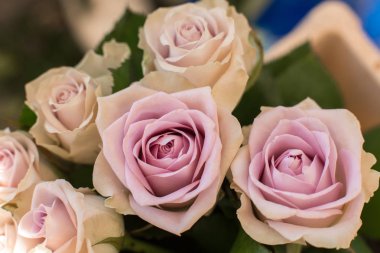 Makro taze pembe gül çiçeği. Düğün çiçeği süslemesi..