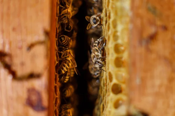 자연색은 꿀벌이 벌통에 벌집을 추상화 — 스톡 사진