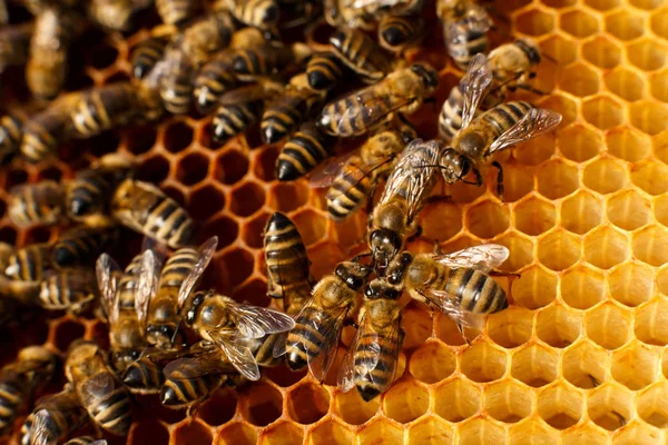 Κλείστε Κυψέλη Ξύλινη Κυψέλη Μέλισσες Αυτό Έννοια Της Μελισσοκομίας — Φωτογραφία Αρχείου