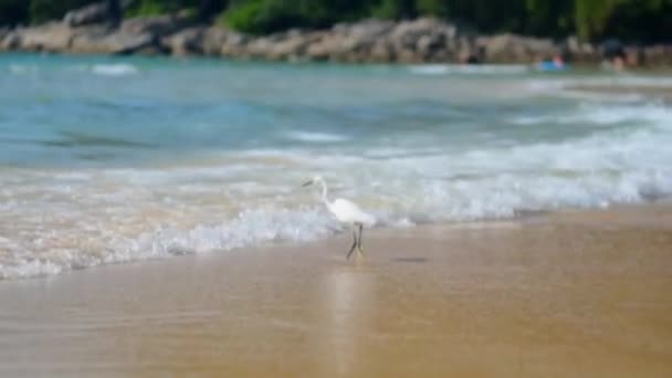 Ένα Μικρό Λευκό Ερωδιός Είναι Αλιεία Στον Ωκεανό Στην Παραλία — Αρχείο Βίντεο