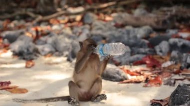 Phi phi Island, Krabi / Tayland - 31 Ocak, 2017: küçük agresif Maymunu maymun Plajı'nda turist çaldığı bir plastik şişe su içer