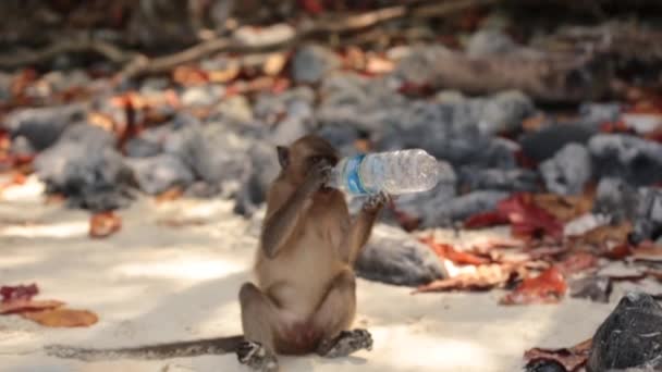 Phi Phi Island Krabi Tailândia Janeiro 2017 Macaco Agressivo Bebe — Vídeo de Stock