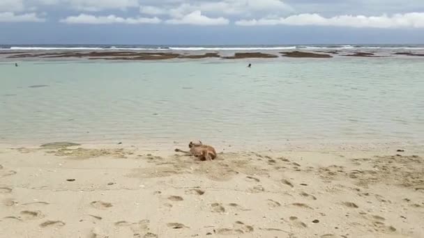 Guld Labrador Liggande Och Busar Runt Sanden Stranden Oceanen — Stockvideo