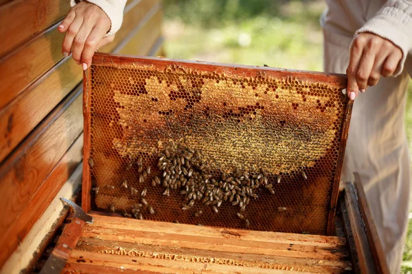 Mains Apiculteur Sort Ruche Cadre Bois Avec Nid Abeille Ramasse — Photo