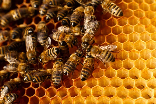 Arı kovanındaki bal peteğini kapat, üzerinde arılar olsun. Apiculture kavramı.