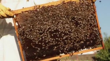 Koruyucu beyaz elbiseli bir kız arıcı bir çerçeve üzerinde arılar tarama peteğin ile inceliyor. Arılar etrafında uçan.