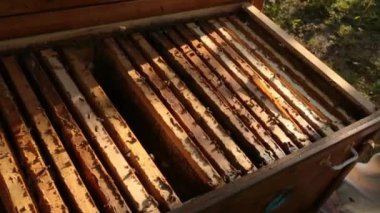 Ahşap kovan peteğin için çerçeve yüklü. Arıların kovan üzerinde uçuyor. Kene ilaç çerçeveler arasında kız arıcı koyar