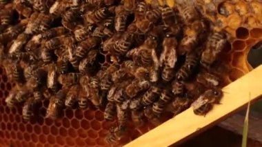 Close-up peteğin üzerinde ahşap bir çerçeve üzerinde sürünen bir arı. Arılar bal peteğin içinde koymak. Tarım Arıcılık kavramı
