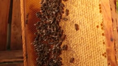 Close-up peteğin üzerinde ahşap bir çerçeve üzerinde sürünen bir arı. Arılar bal peteğin içinde koymak. Tarım Arıcılık kavramı