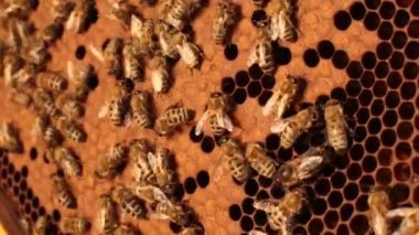 üzerinde kahverengi peteğin ahşap bir çerçeve üzerinde sürünen bir arı Close-up. Arılar bal peteğin içinde koymak. Tarım Arıcılık kavramı