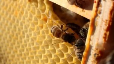Close-up peteğin üzerinde ahşap bir çerçeve üzerinde sürünen bir arı. Arılar bal peteğin içinde koymak. Tarım Arıcılık kavramı
