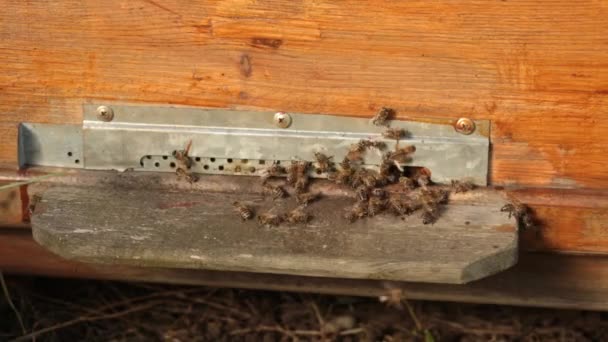 Großaufnahme Fliegen Viele Bienen Der Nähe Des Eingangs Zum Holzstock — Stockvideo