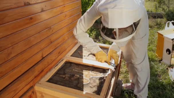 身穿白色防护服的养蜂人用特殊的工具打开木制蜂箱的盖子 蜜蜂在飞来飞去 蜜蜂在飞来飞去 农业养蜂理念 — 图库视频影像